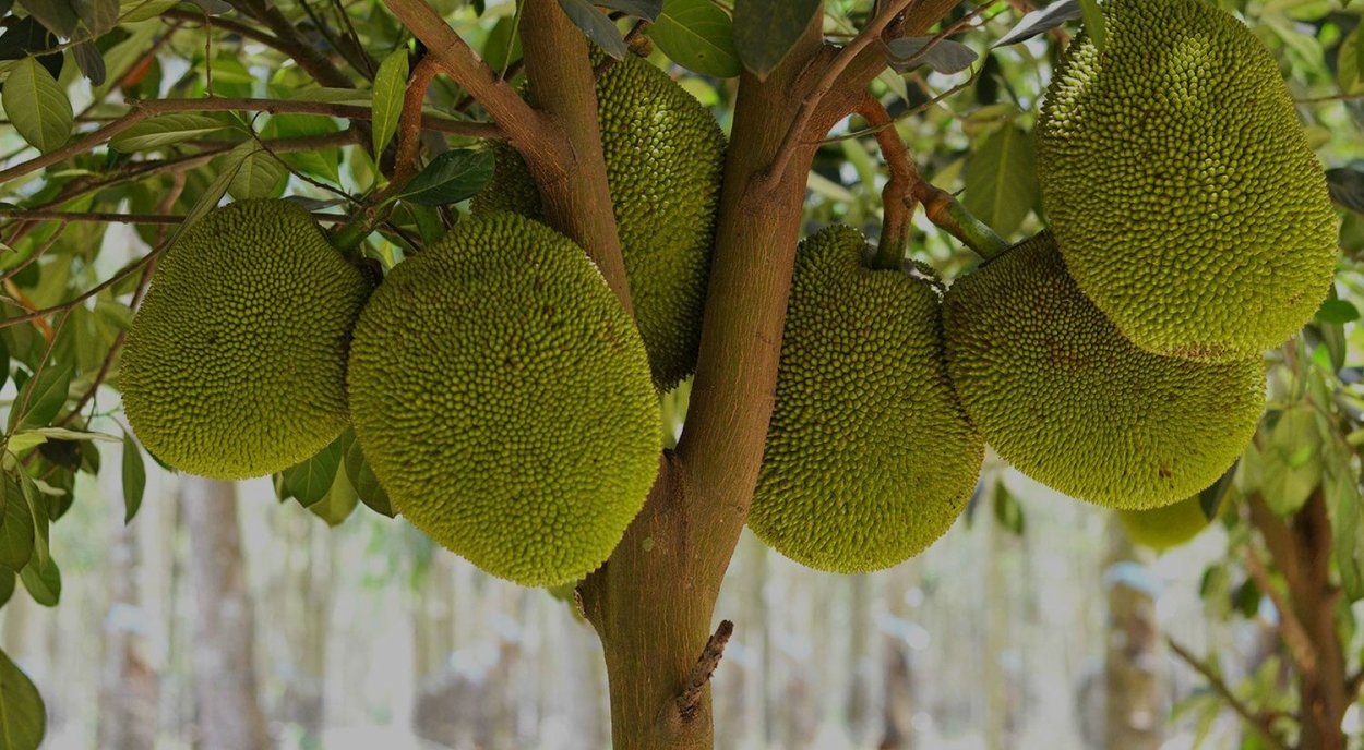 Джекфрут дерево