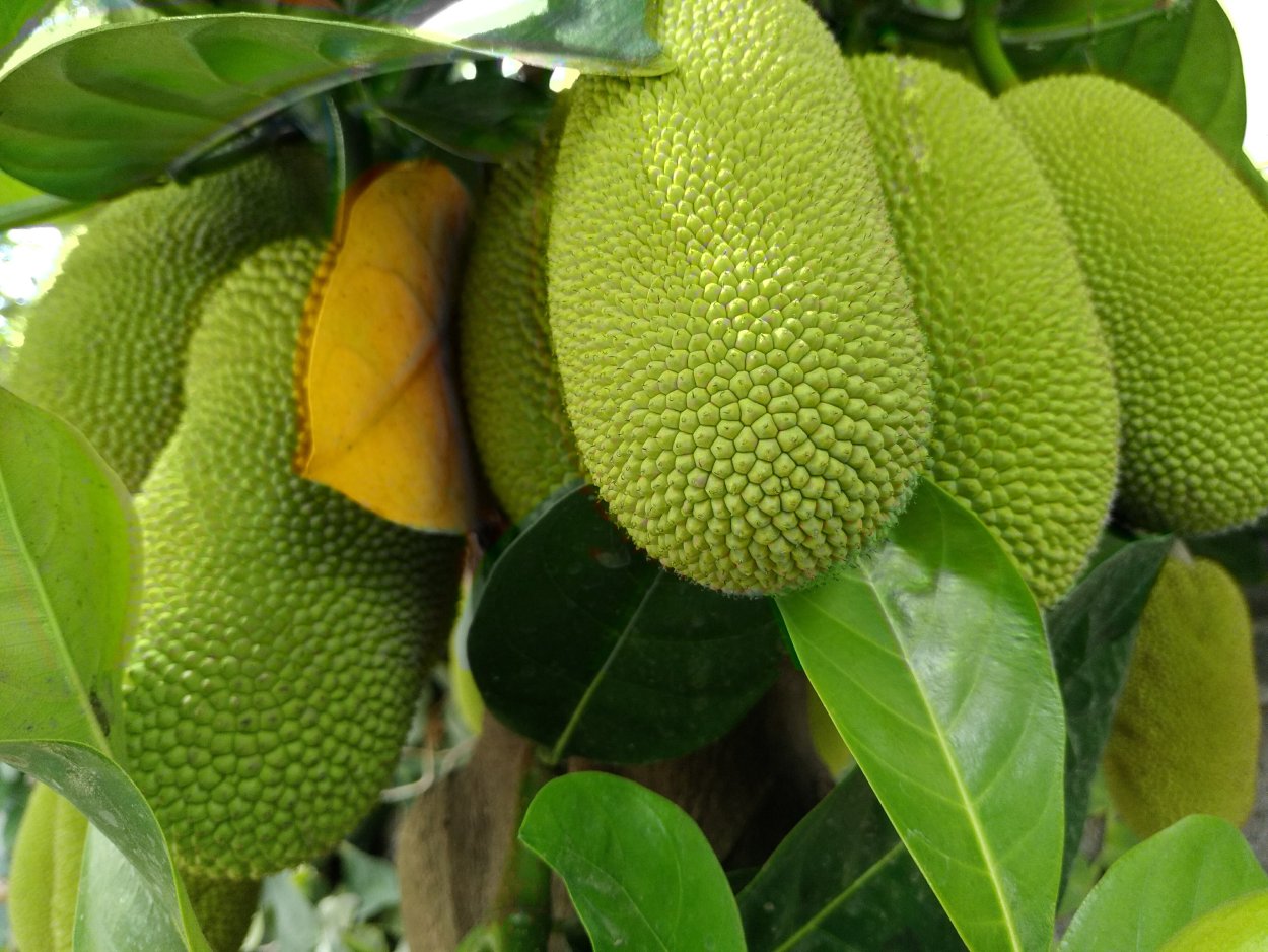Джекфрут (индийское хлебное дерево)