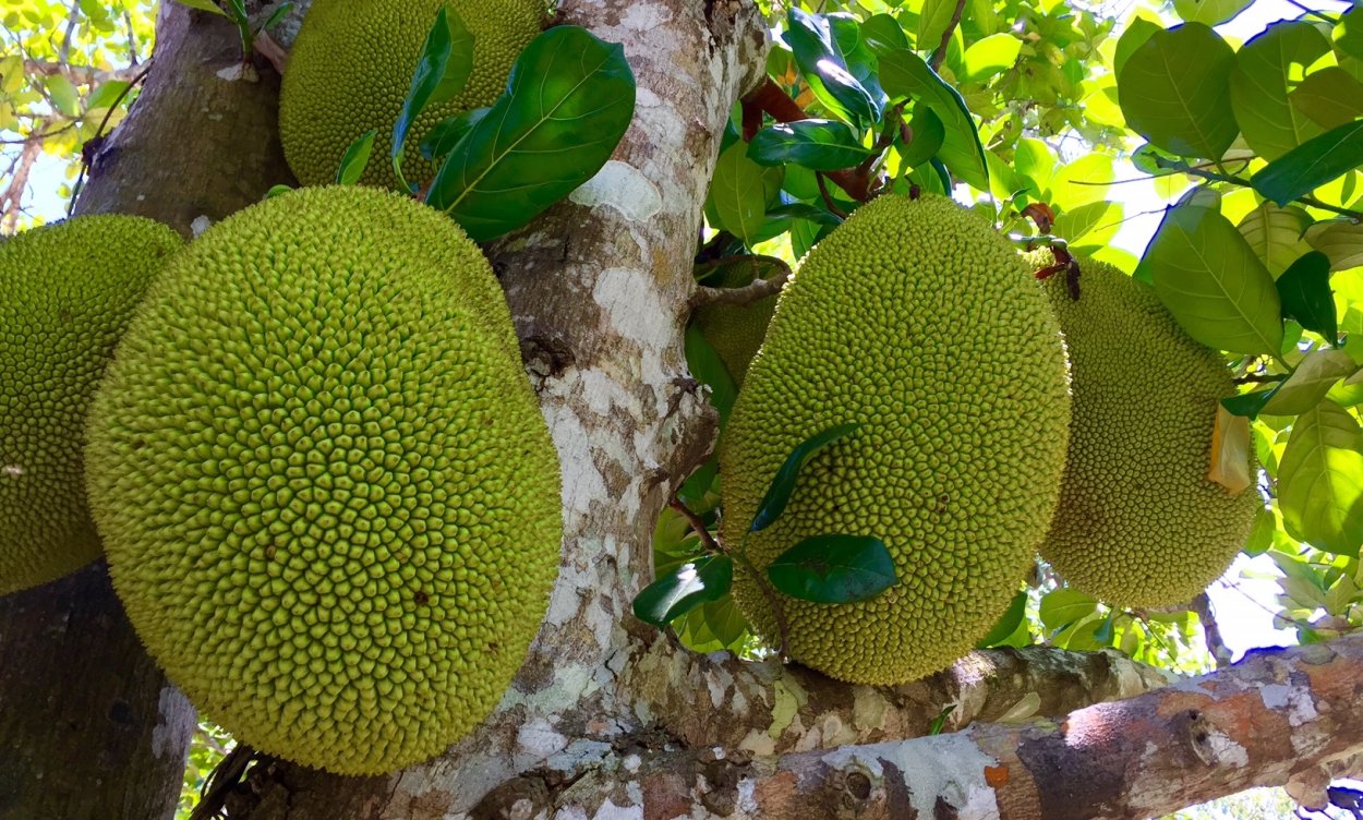 Экзотический фрукт джекфрут