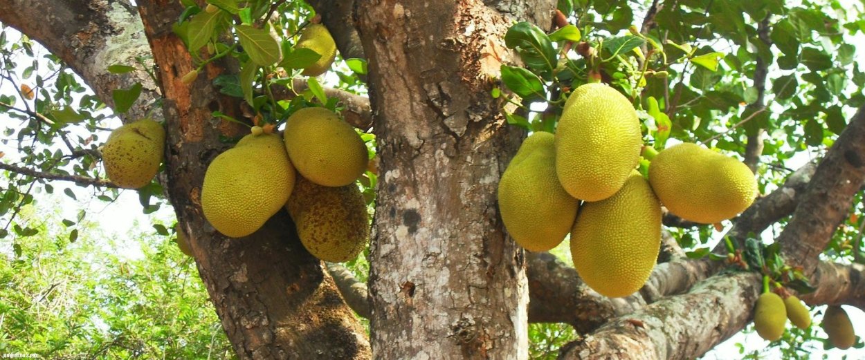 Хлебное дерево из семейства тутовых