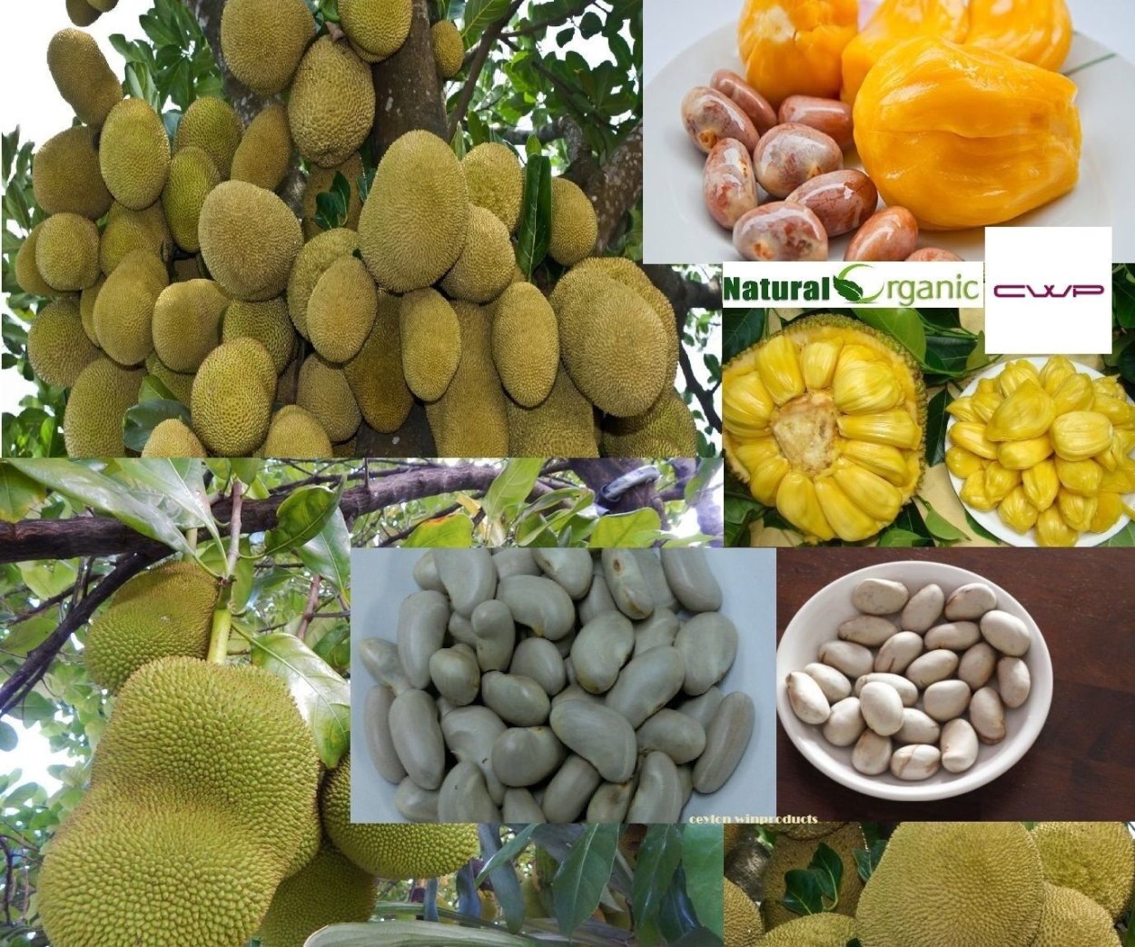 Olmish джекфрут