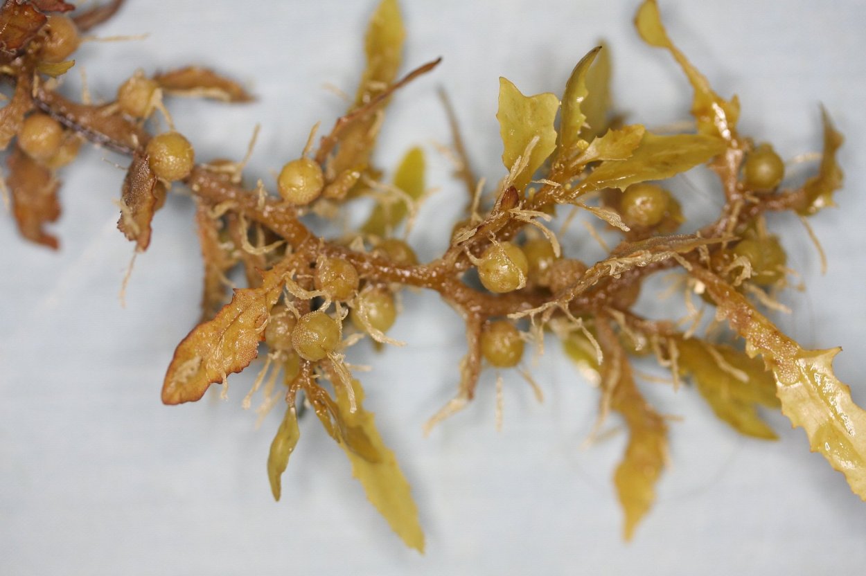 Саргассум водоросль