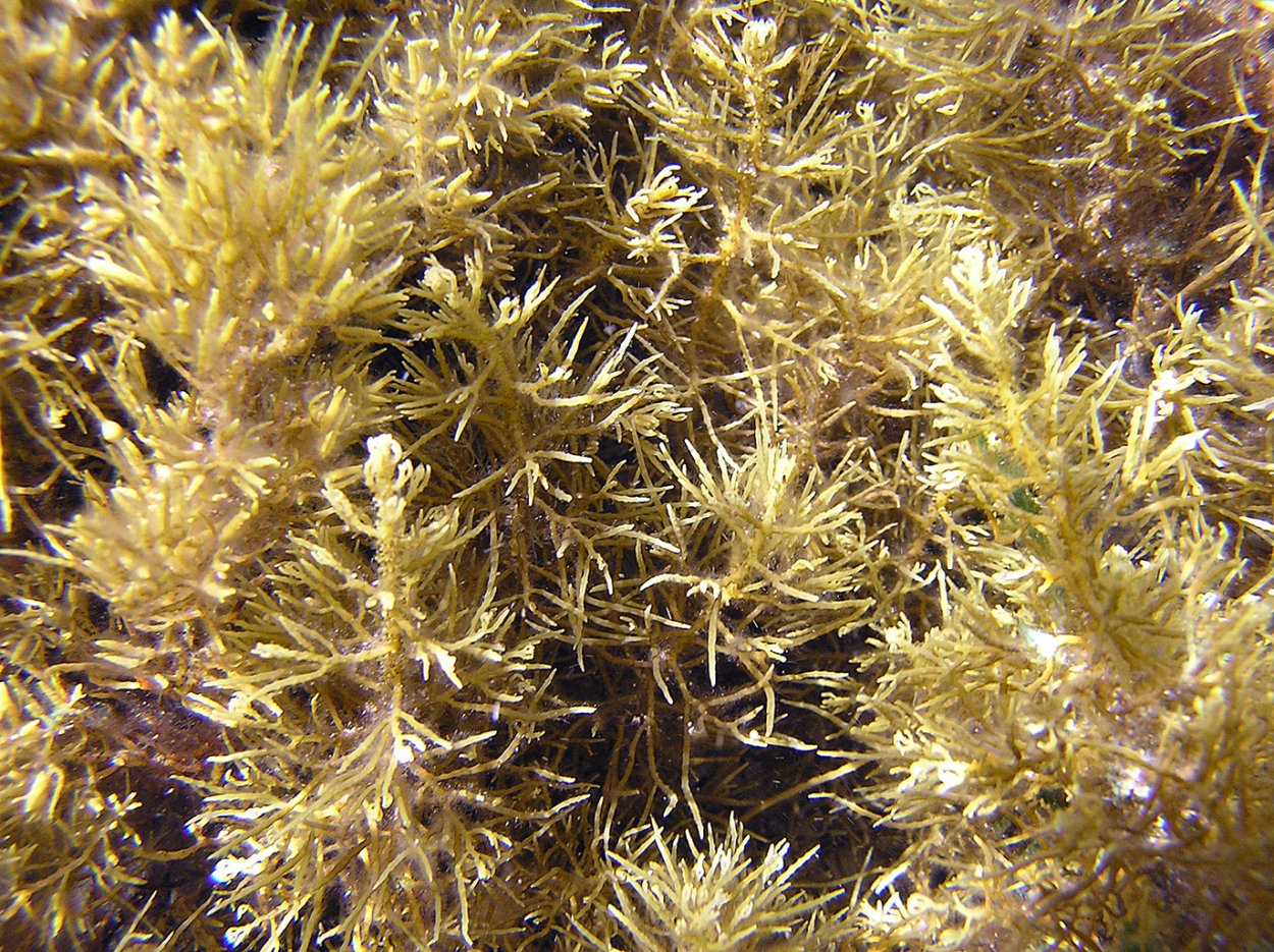 Саргассум водоросль