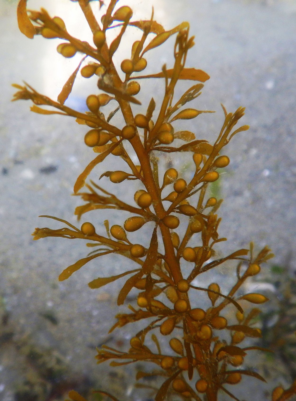 Саргассы водоросли