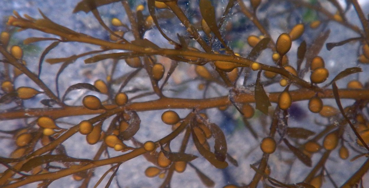 Sargassum Natans