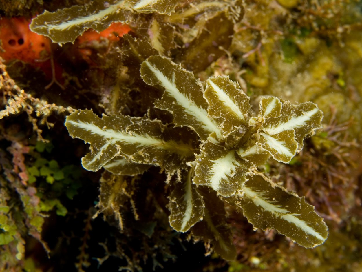 Саргассум паллидум