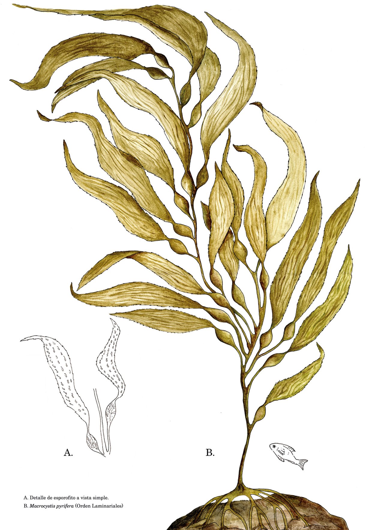 Саргассум в Саргассовом море