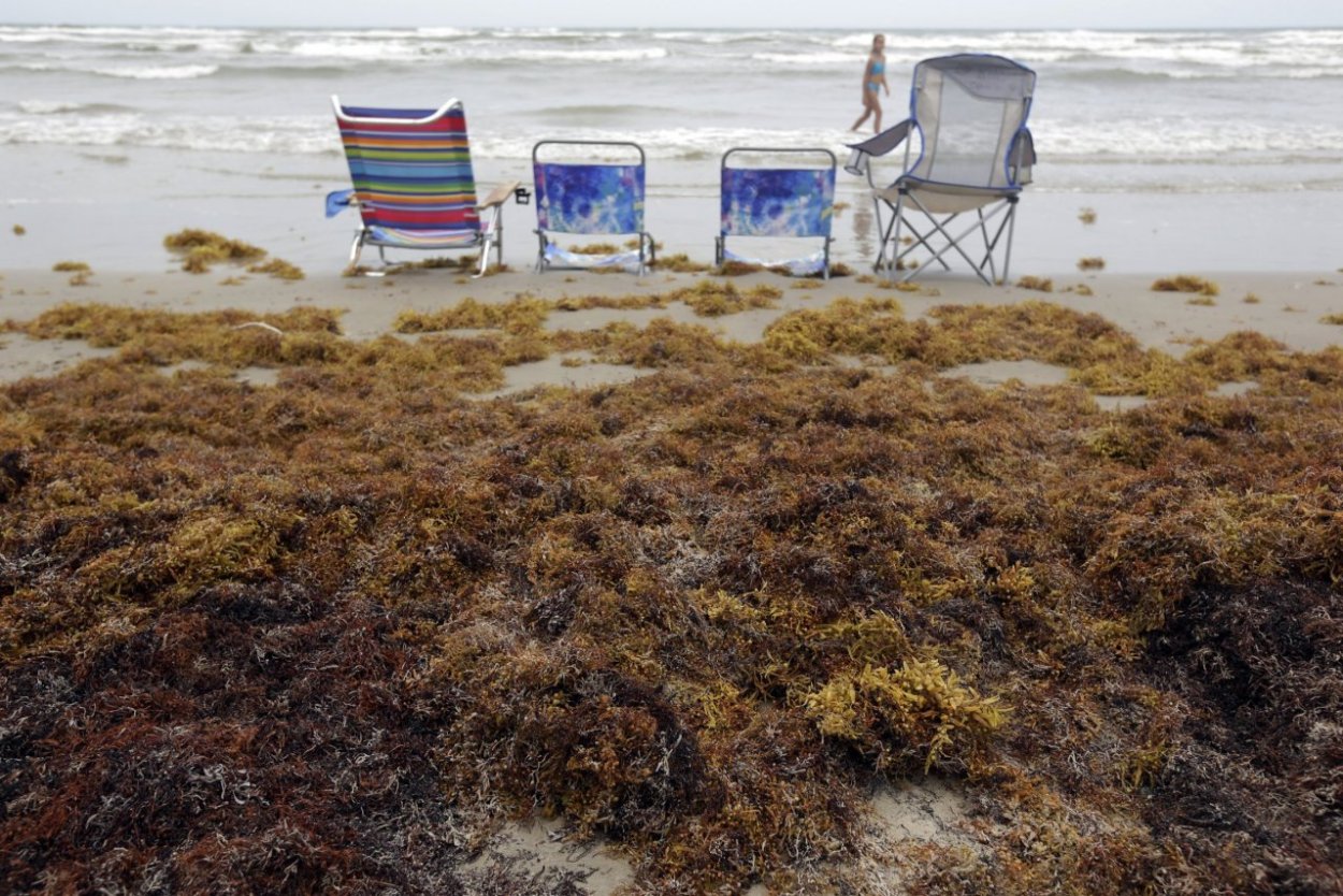 Саргассум водоросль
