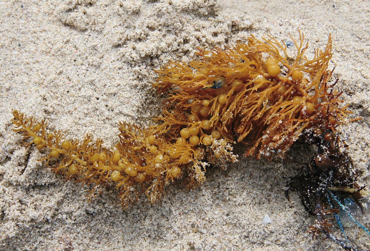 Ламинария фукус саргассум