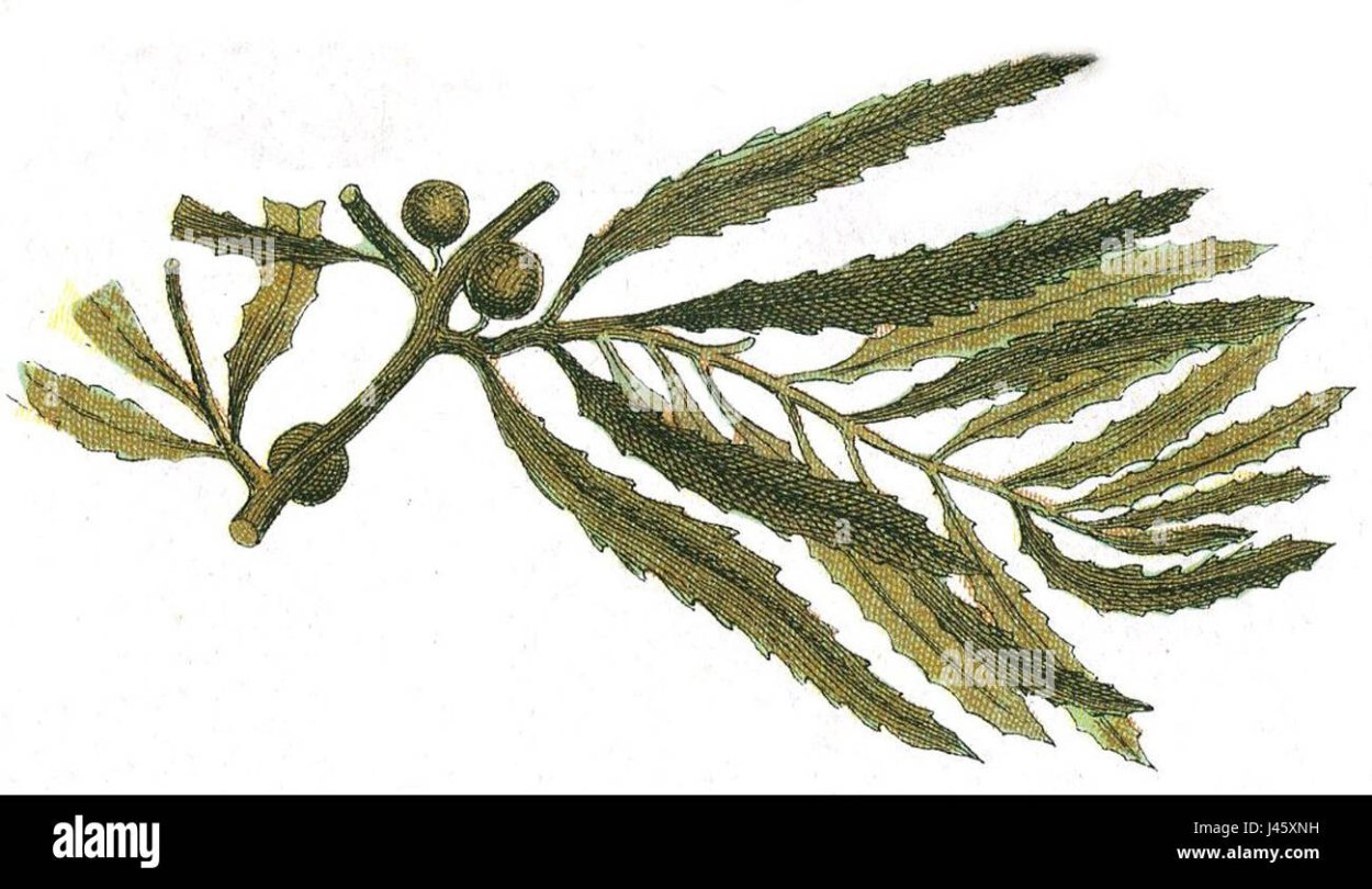 Самые опасные водоросли мира