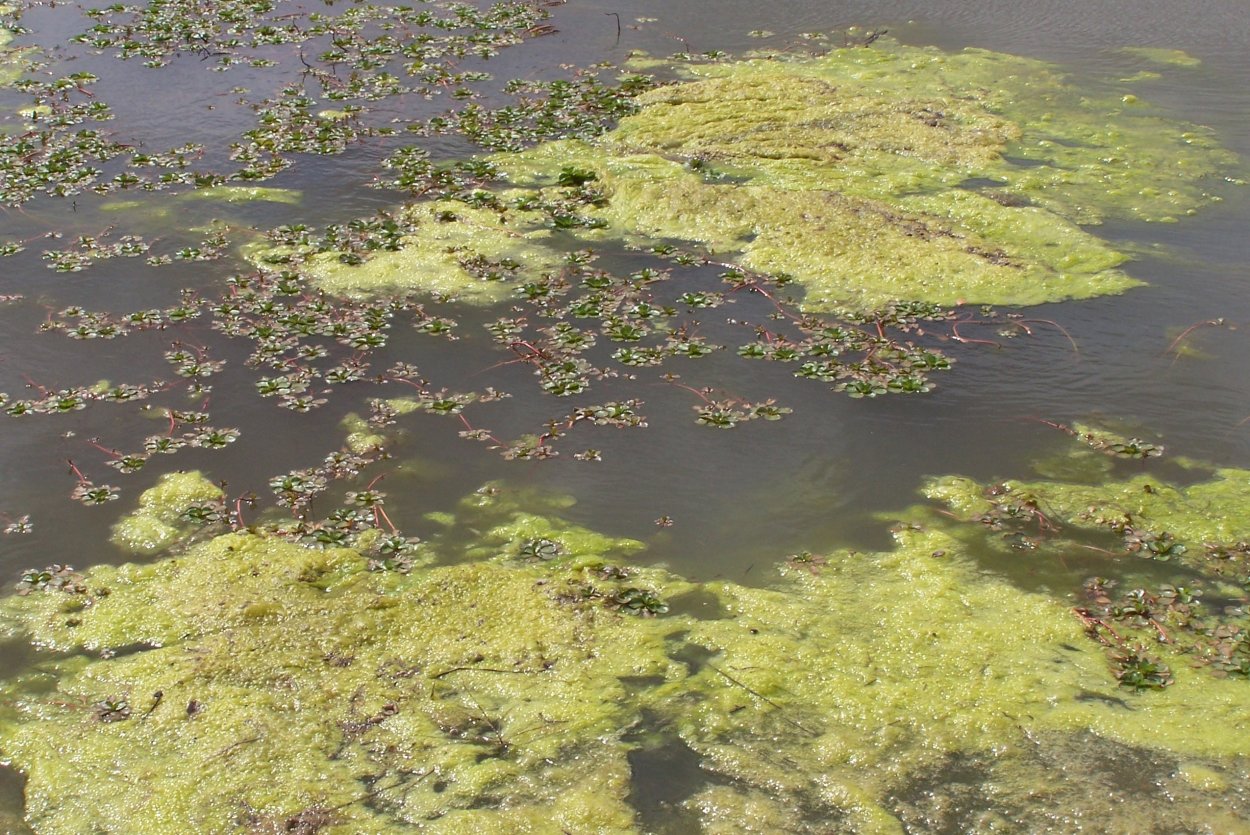 Саргассы водоросли Мексика