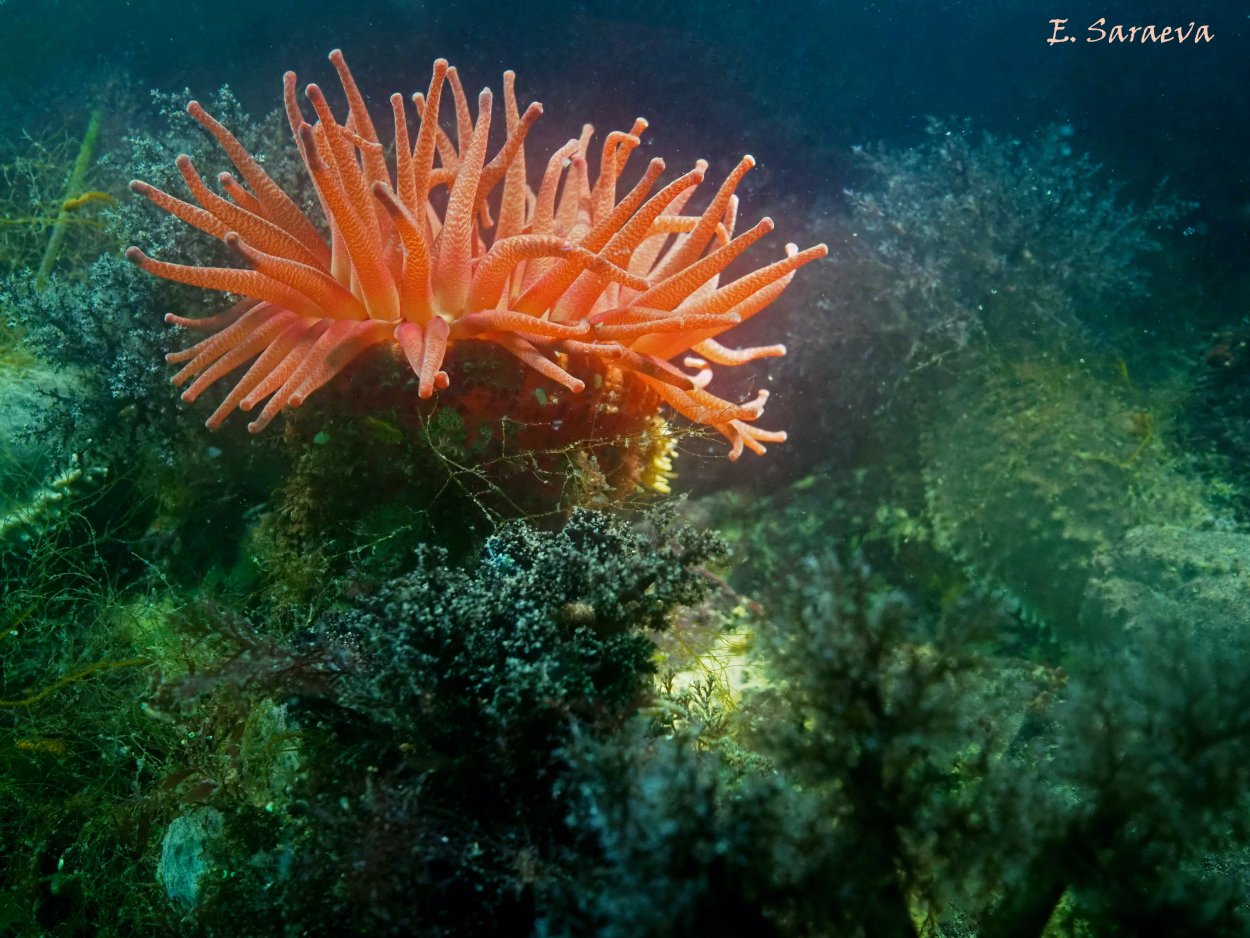 Fucus vesiculosus (фукус везикулозус) фукус пузырчатый
