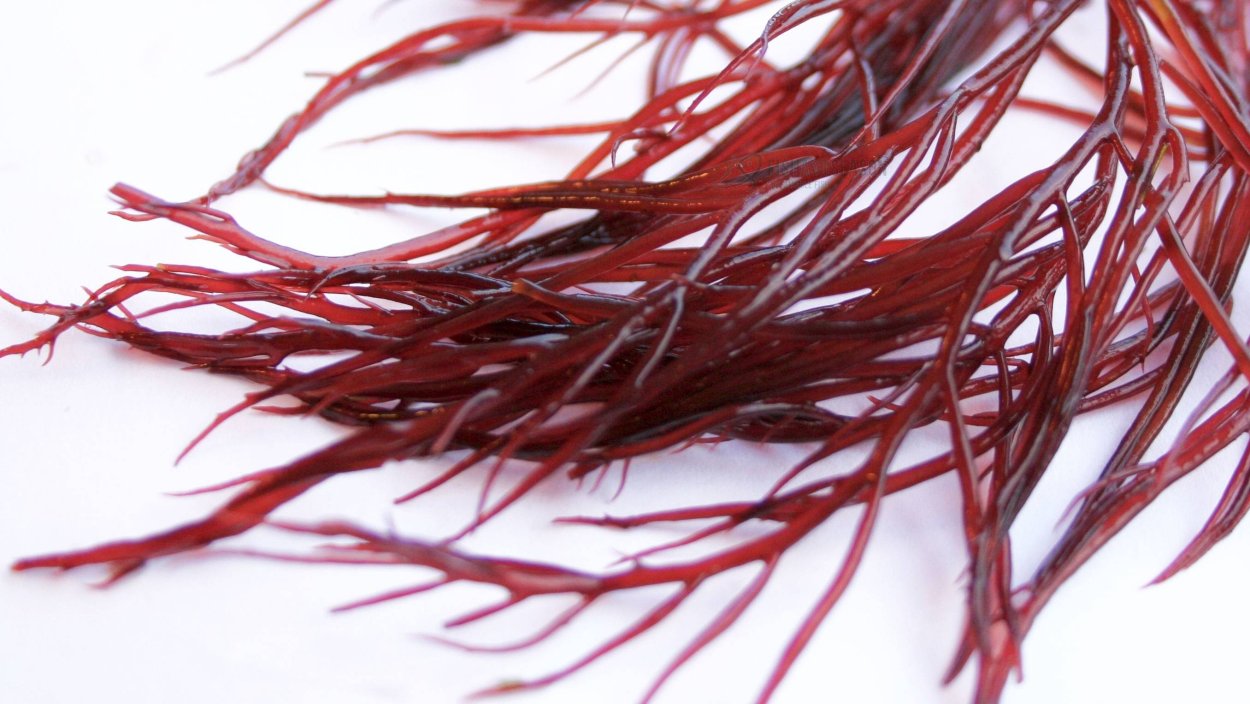 Экологическое состояние Саргассово моря