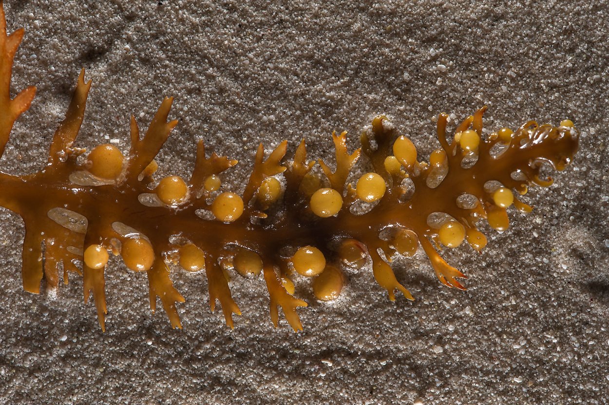 Саргассум водоросль