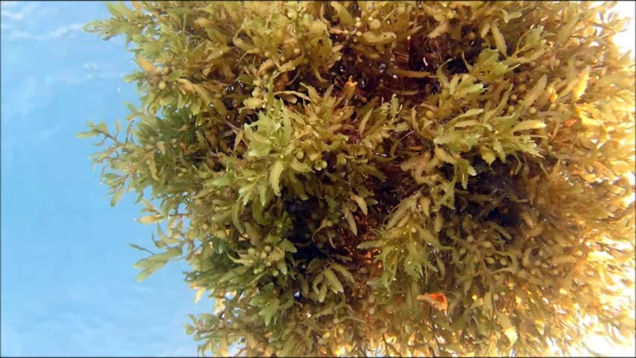 Саргассум паллидум