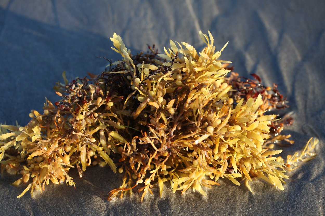 Бурые водоросли саргассум