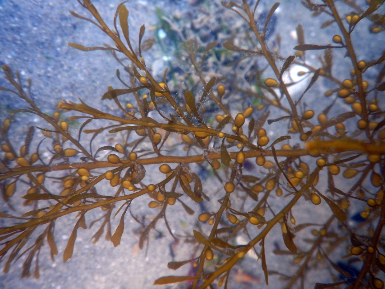 Мозговик коралл Кишечнополостные