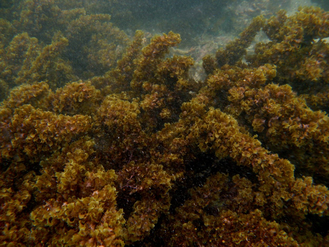 Саргассово море водоросли саргассум