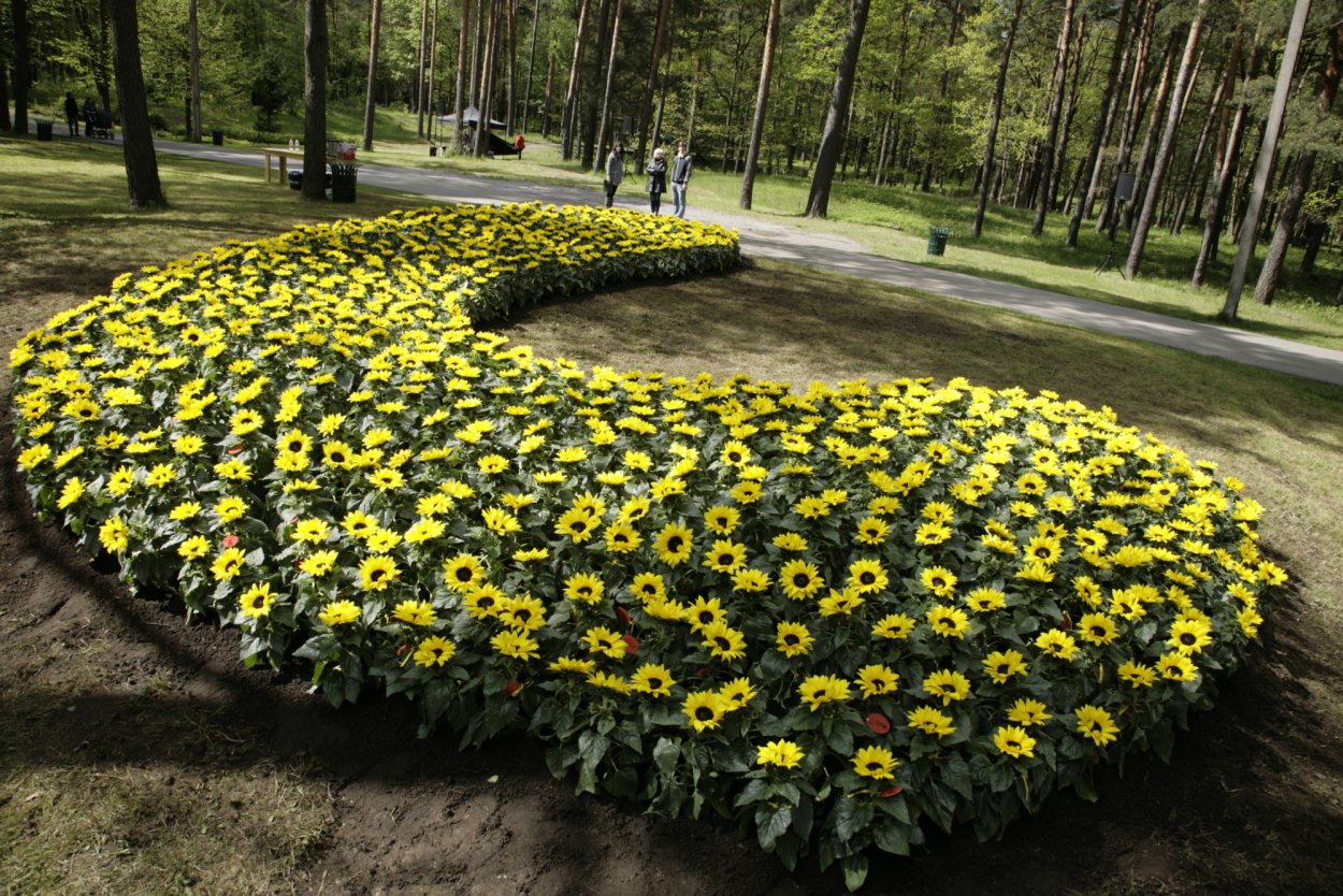 Клумба с подсолнухами