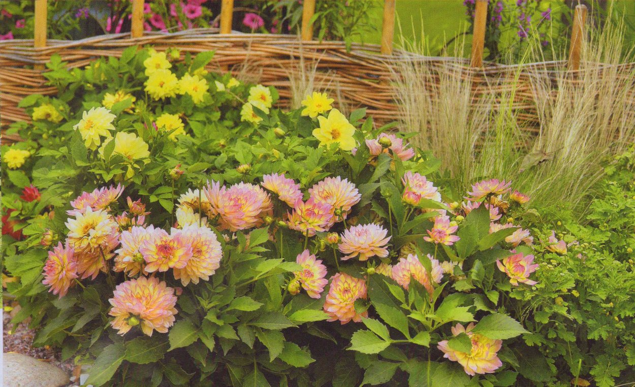 Подсолнух Джуниор ф1