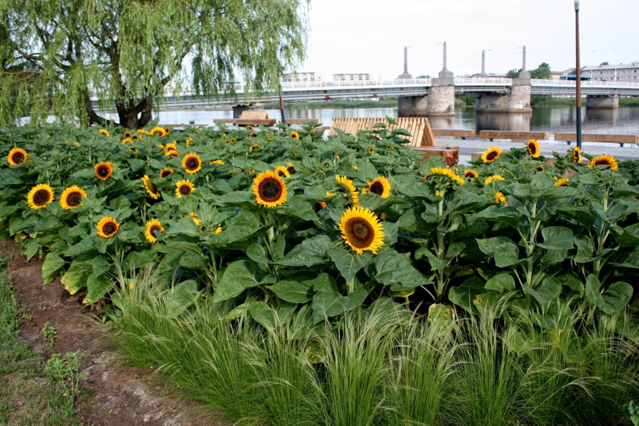 Гелиантус Калининград