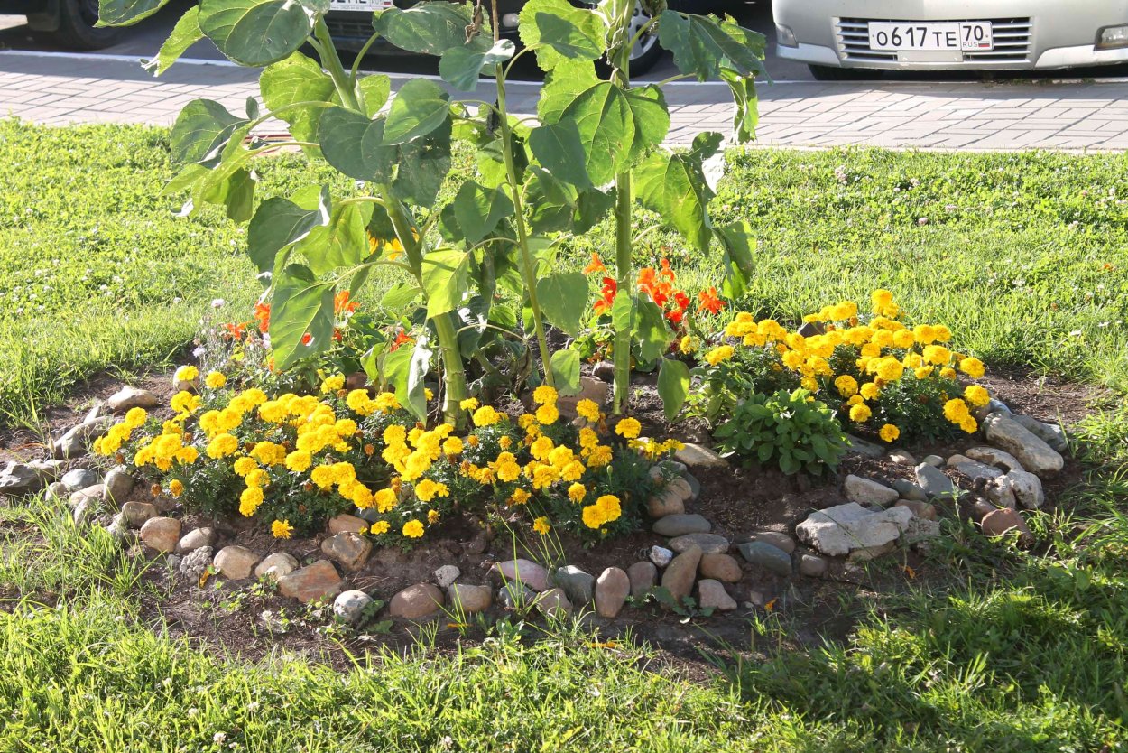 Декоративные Подсолнухи на клумбе