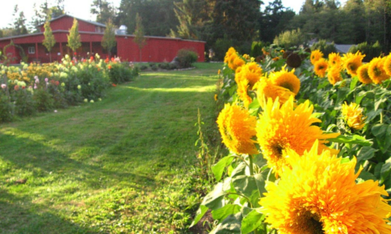 Подсолнухи в ландшафте