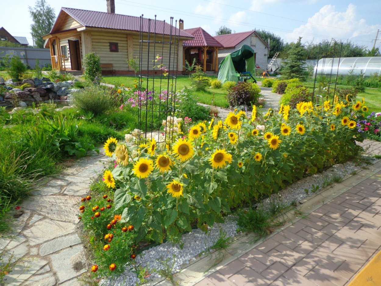 Декоративные Подсолнухи на клумбе