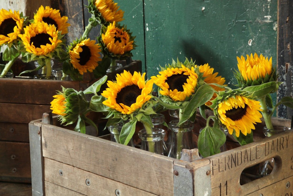 Подсолнечник Санспот
