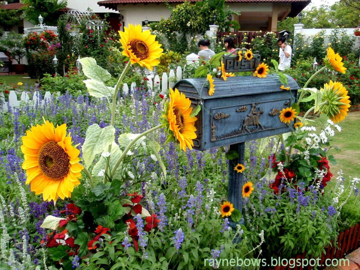 Клумба с подсолнухами