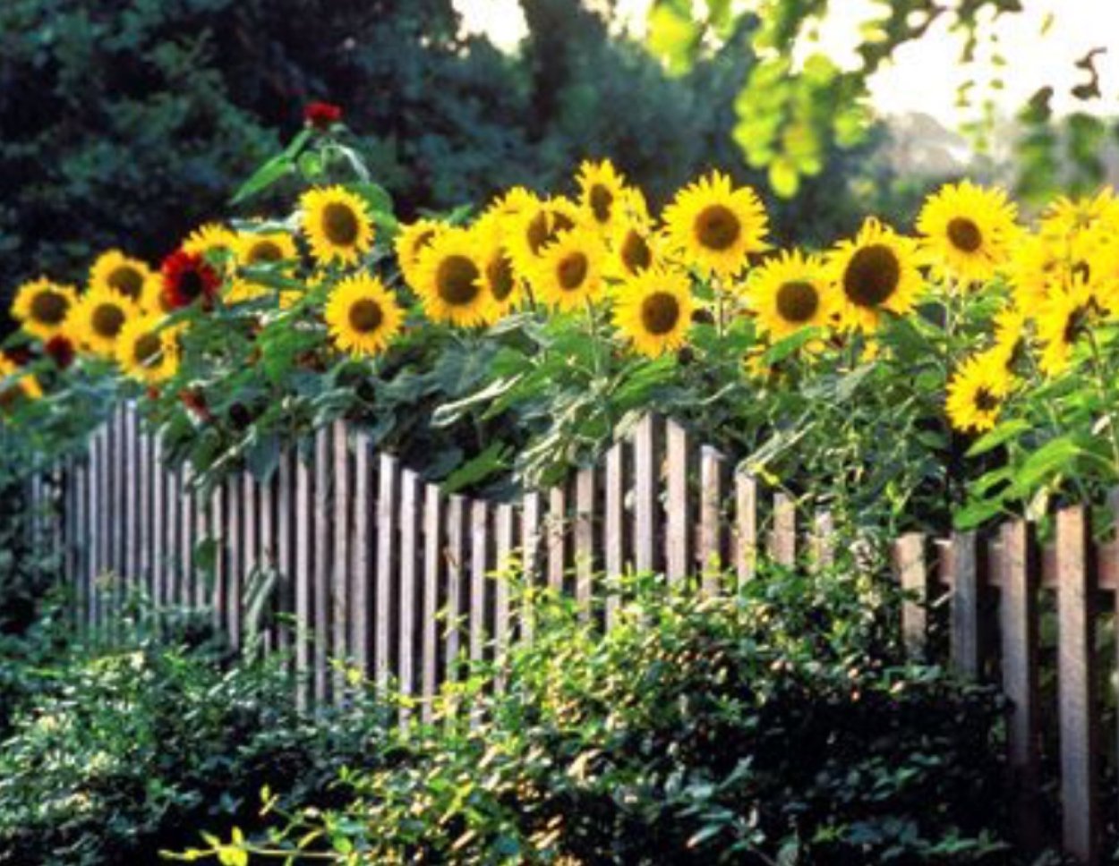 Подсолнух Живая изгородь
