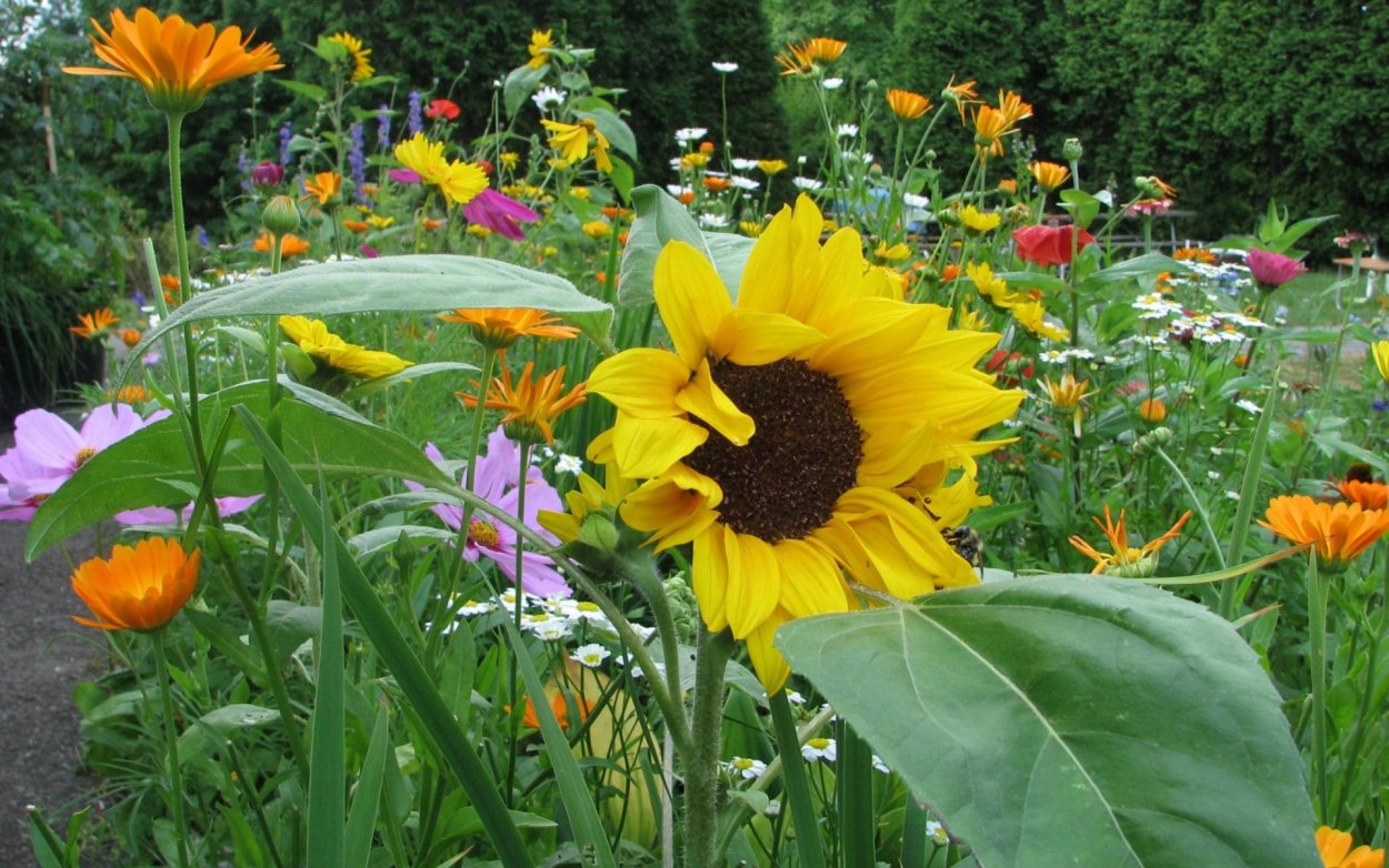 Подсолнечник однолетний Бамбино