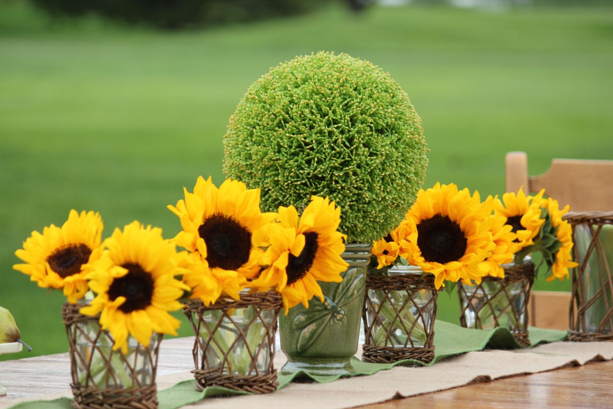 Подсолнечник Мэджик f1, декоративный