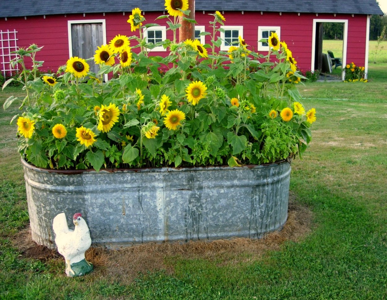 Подсолнечник Глориоза Ивнинг