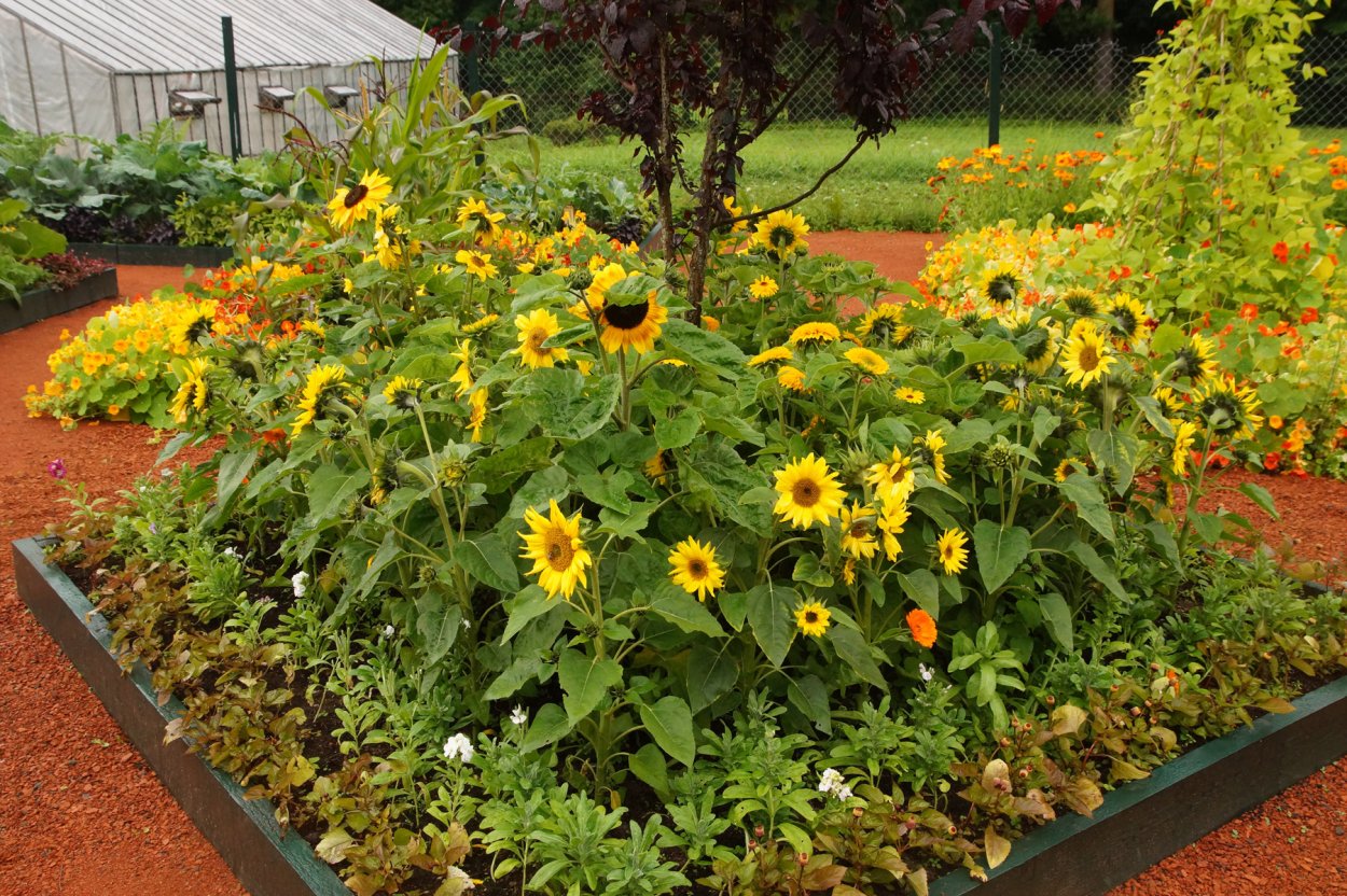 Декоративный подсолнух малиновая Королева