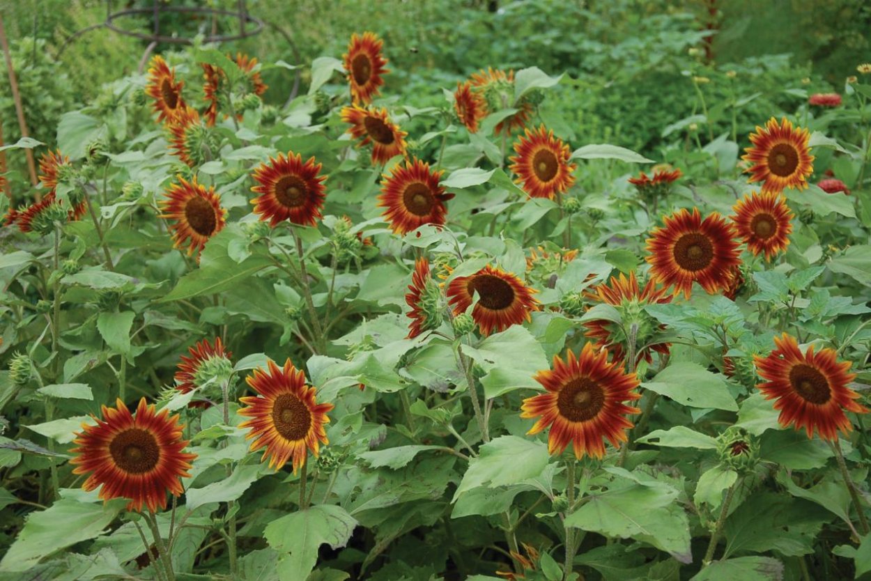 Подсолнечник Санспот