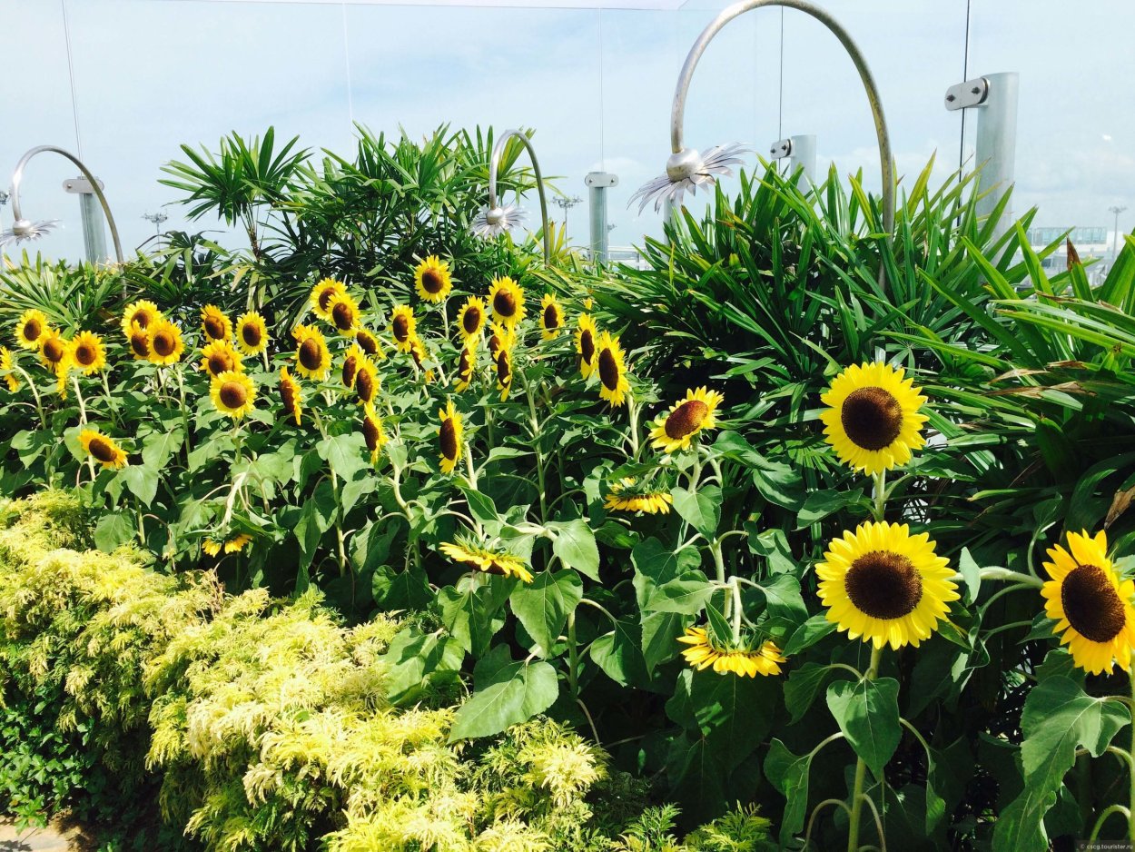 Рудбекия вдоль забора