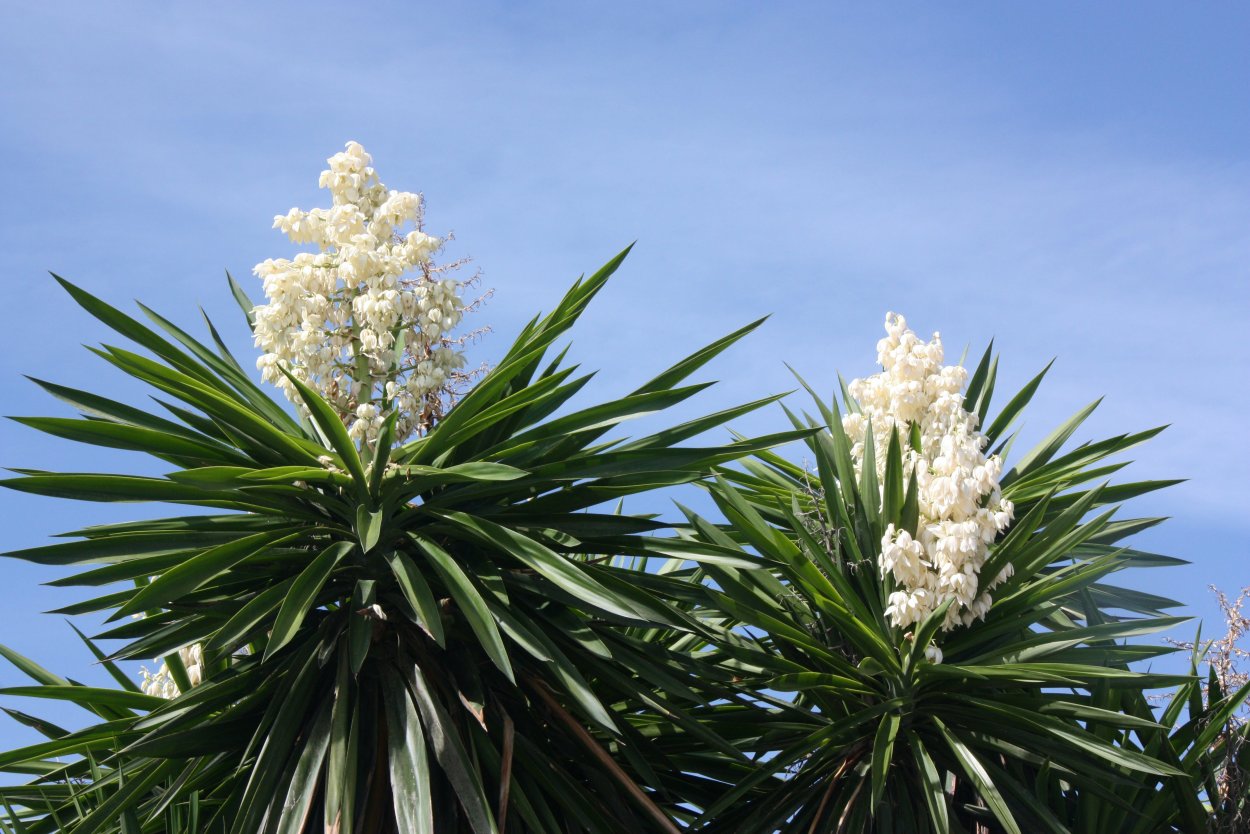 Юкка славная (Yucca Gloriosa)