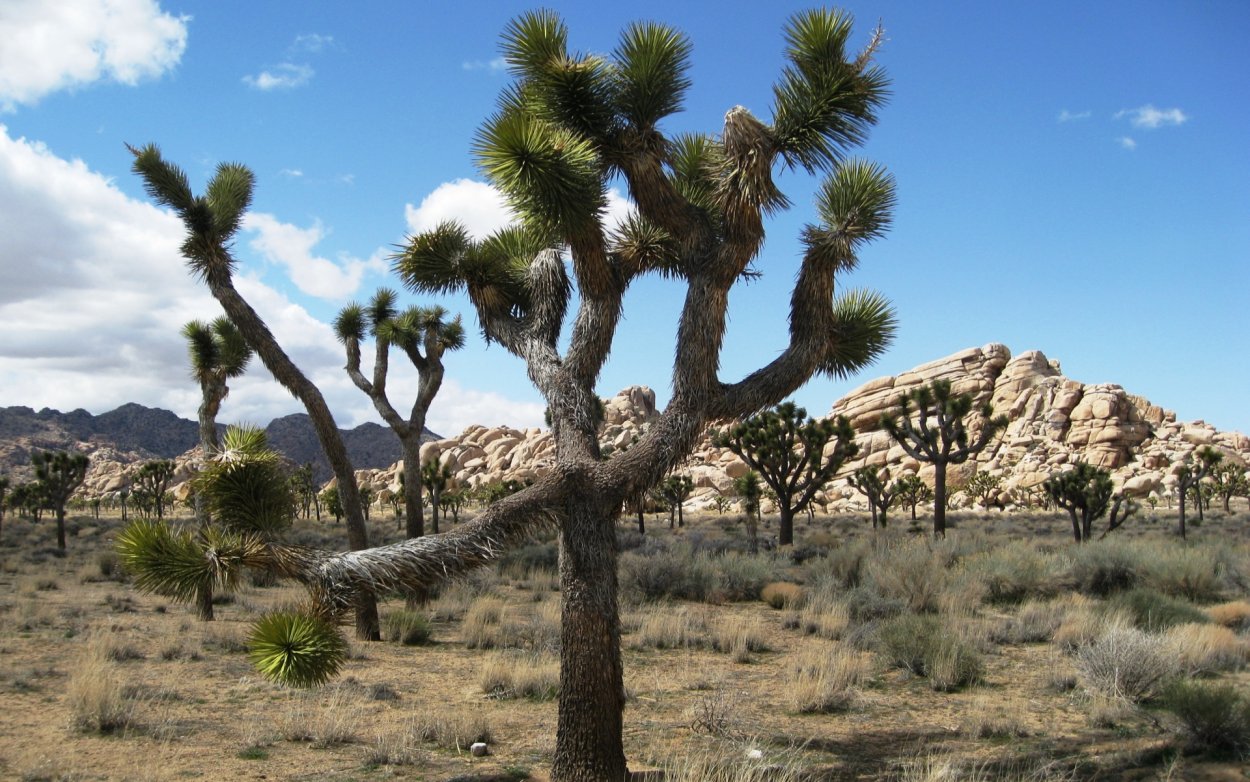 Юкка рострата куст