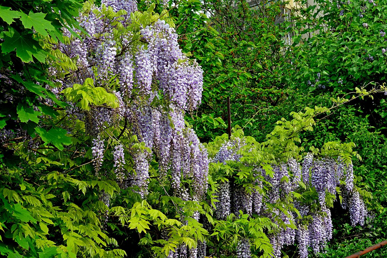 Растение Юкка корни