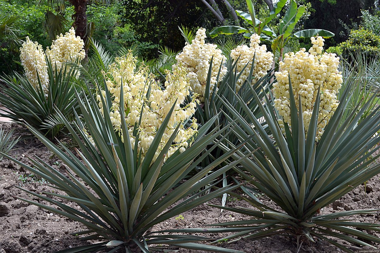 Юкка метельчатая