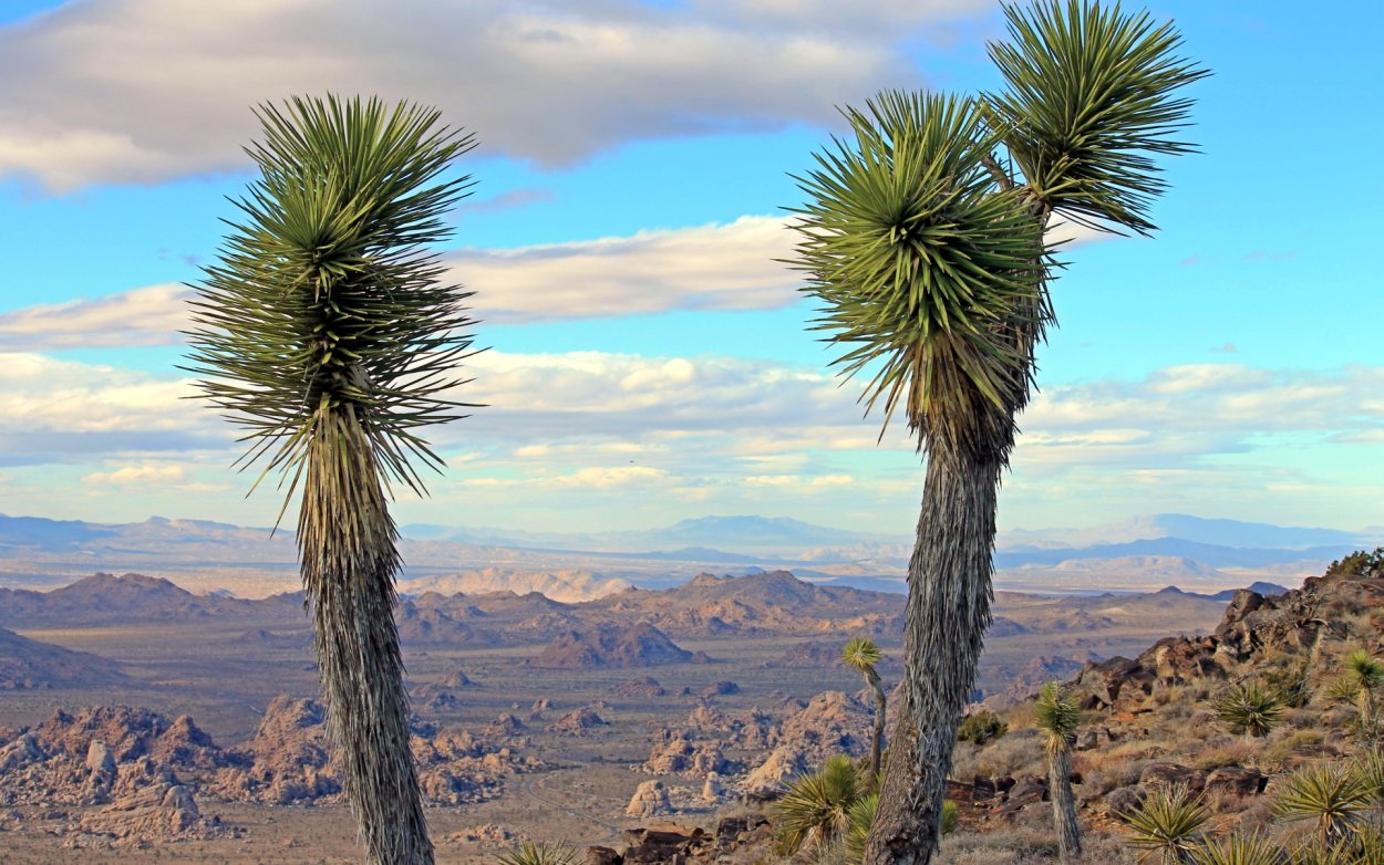 Юкка в дикой природе