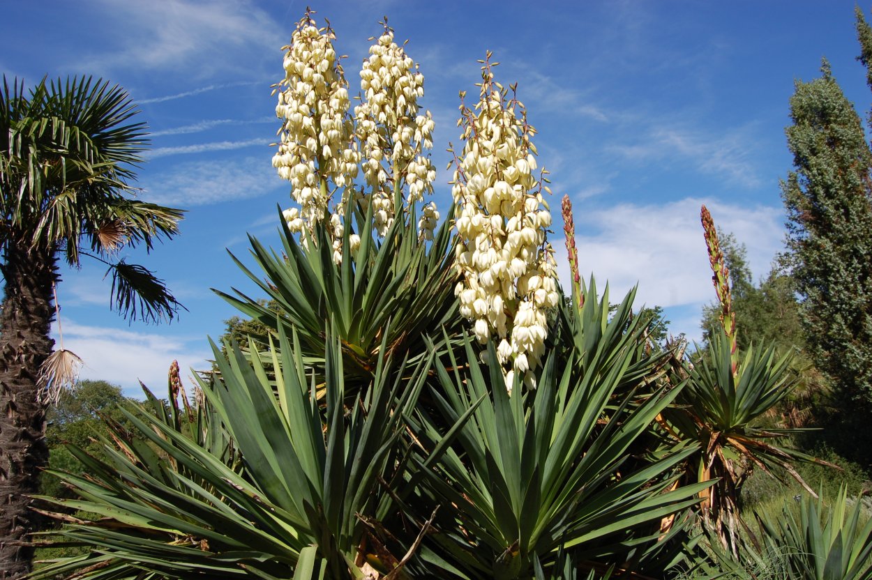 Cordyline Australis