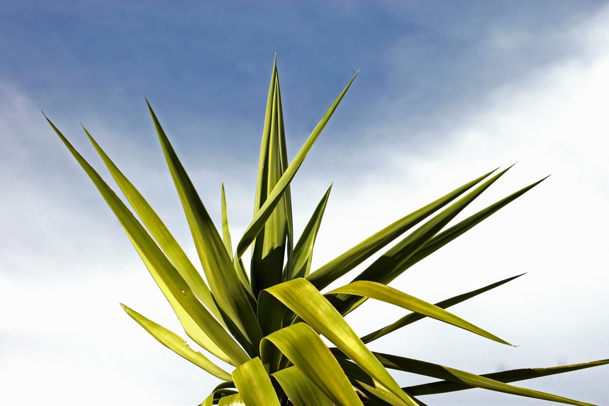 Yucca Palme