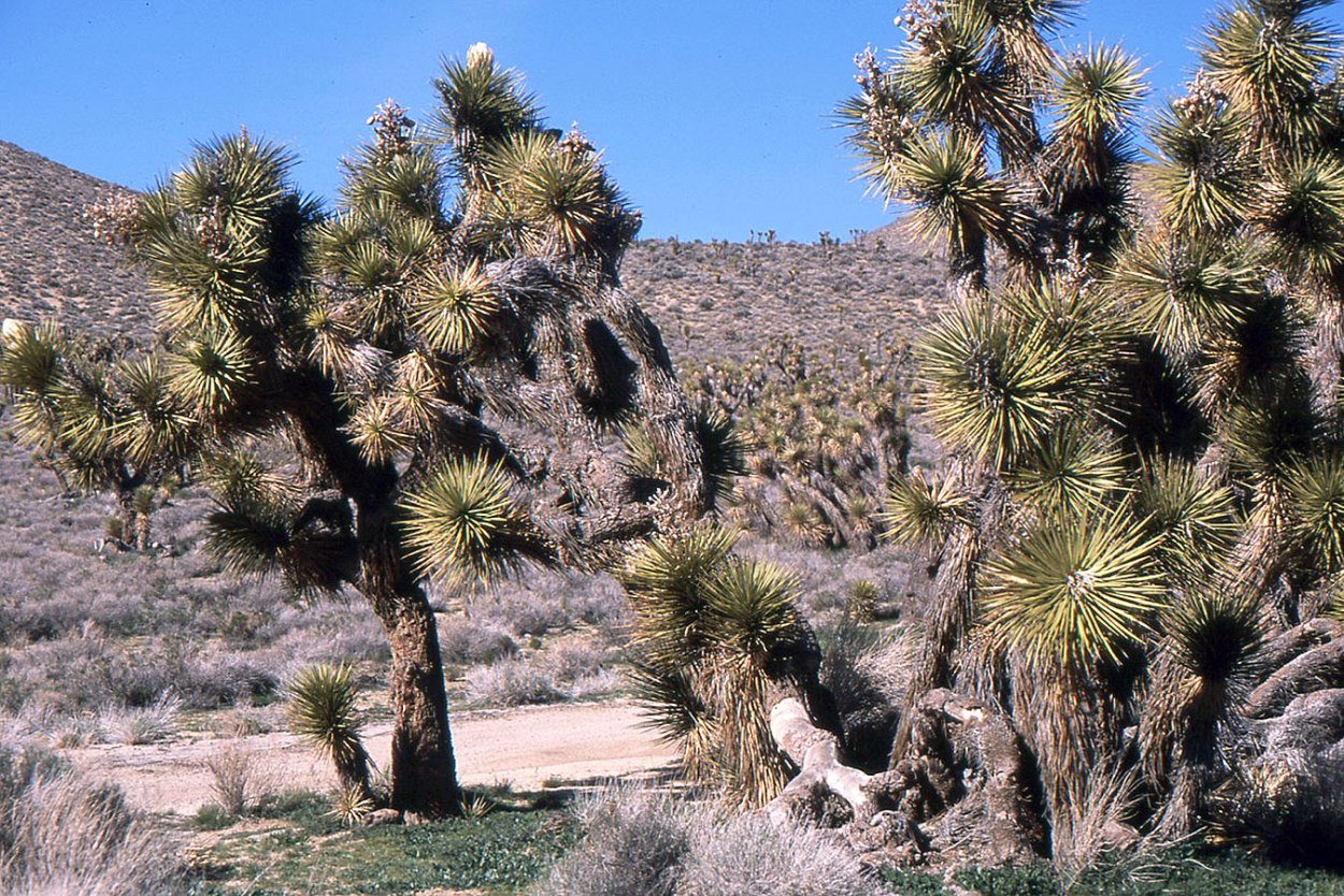 Цветок Юкки Нью Мексико