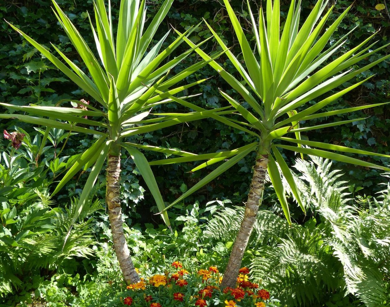 Юкка слоновая