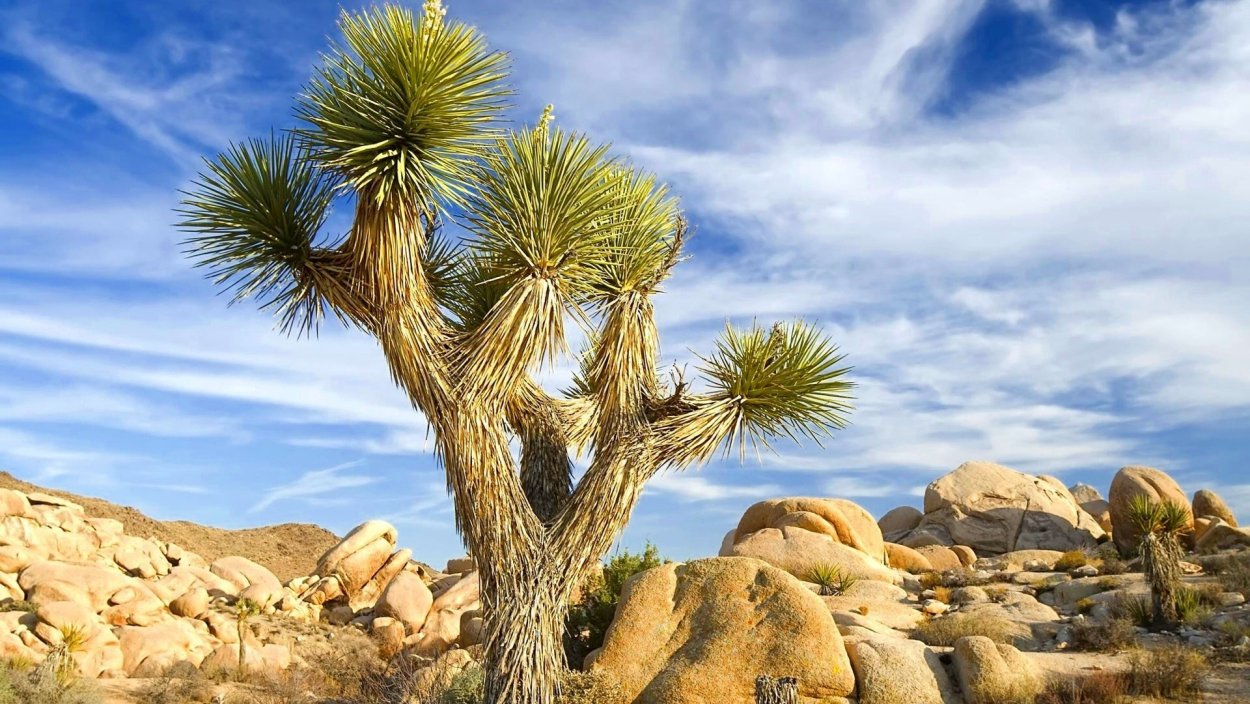 Растения Мексики Юкка