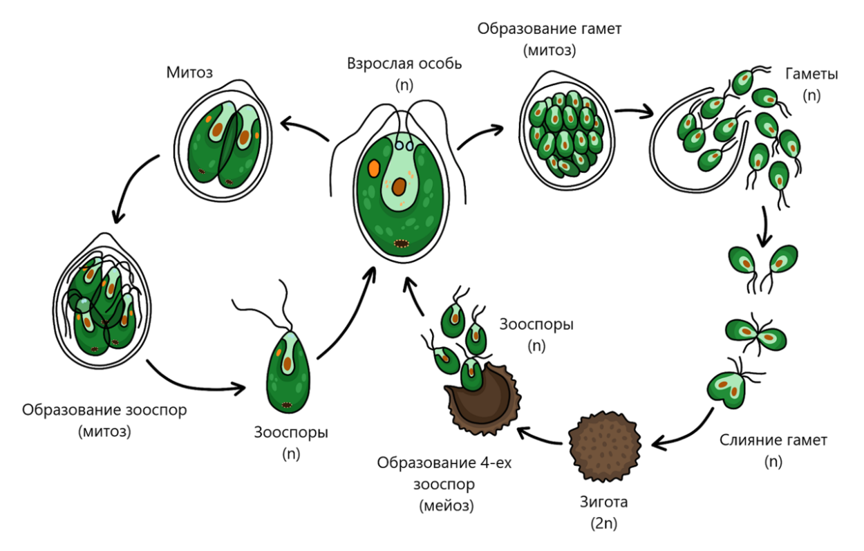 Зигота водоросли. Размножение и жизненный цикл хламидомонады. Цикл развития хламидомонады схема. Жизненный цикл хламидомонады ЕГЭ. Цикл развития водоросли хламидомонады.