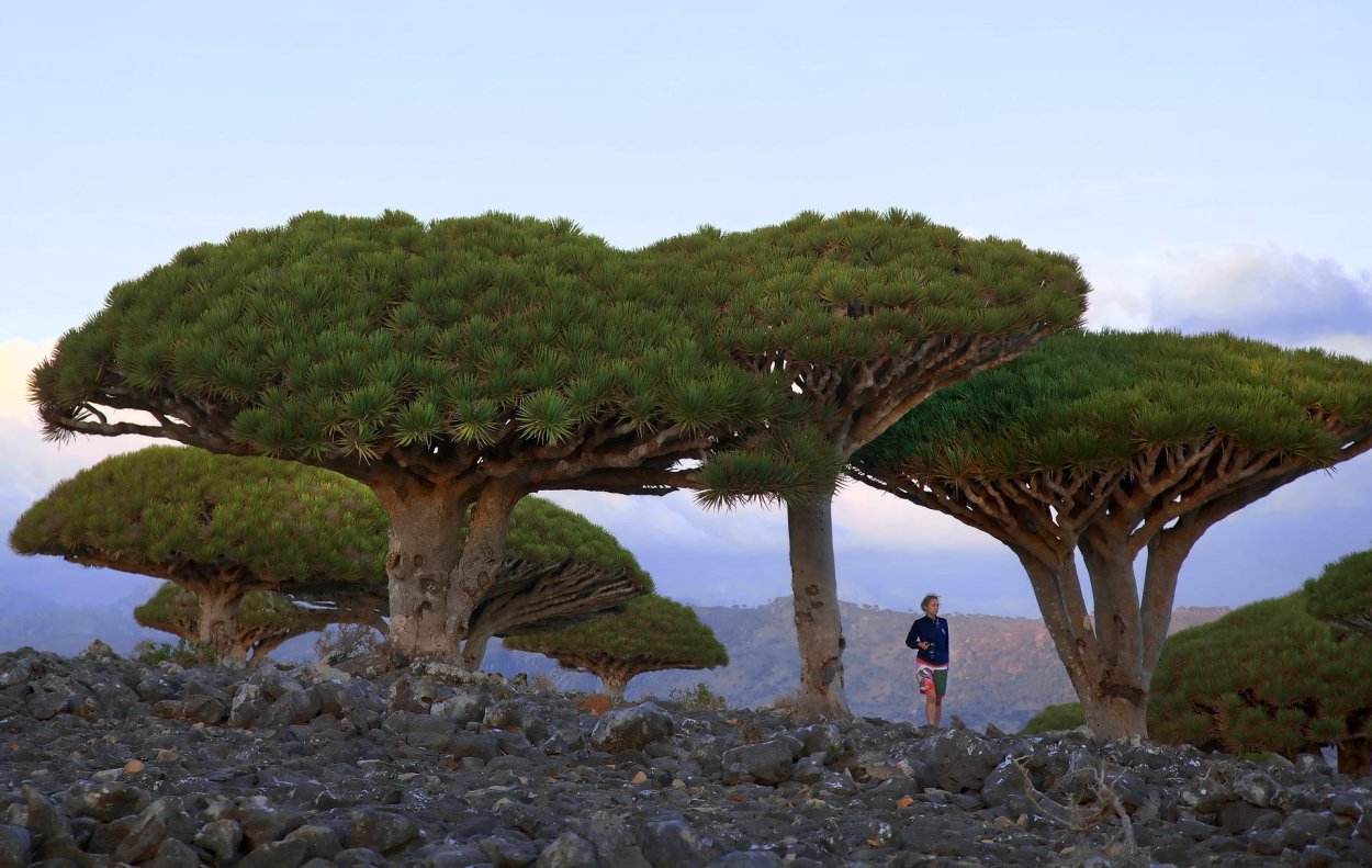 Драконовые деревья на острове Сокотра