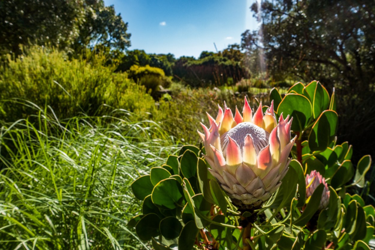 Кактусовые Флора Южной Америки
